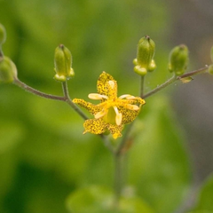 Paddenlelie - Tricyrtis latifolia