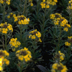 Steenraket - Erysimum 'Yellow Bird'