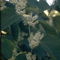 Japanse duizendknoop - 'Fallopia japonica'