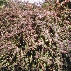 Japanse zuurbes - Berberis thunbergii 'Atropurpurea'