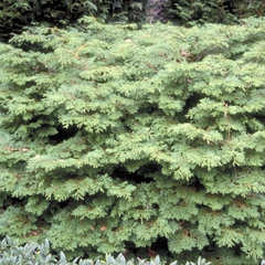 Chamaecyparis obtusa 'Pygmaea'