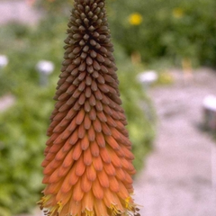 Vuurpijl - Kniphofia 'Earliest of All'