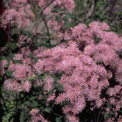 Thalictrum aquilegifolium