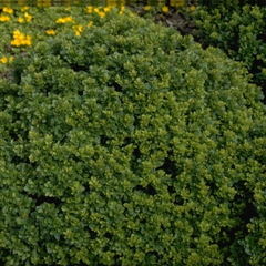 Zuurbes - Berberis buxifolia 'Nana'
