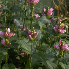 Chelone obliqua