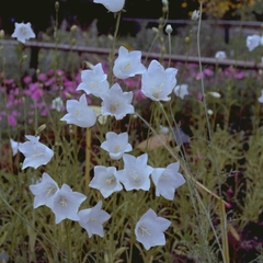 Campanula persicifolia 'Alba'