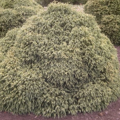 Japanse cipres - Cryptomeria japonica 'Globosa Nana'