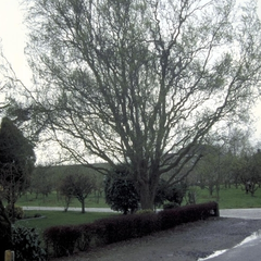 Weiße Weide - Salix babylonica 'Tortuosa