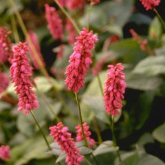 Duizendknoop - Persicaria amplexicaulis