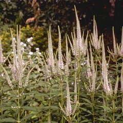 Zwarte ereprijs - Veronicastrum virginicum 'Pink Glow'