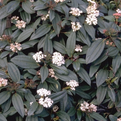 Sneeuwbal - Viburnum Davidii