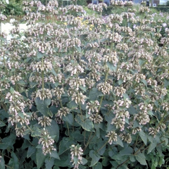 Brandkruid - Phlomis samia