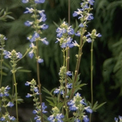 Salie - Salvia Uliginosa