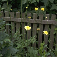 Cephalaria gigantea