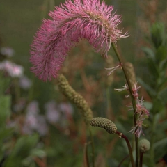 Pimpernel - Sanguisorba Obtusa