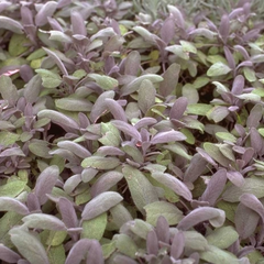 Salbei - Salvia officinalis 'Purpurascens