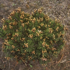 Pinus sylvestris 'Sandringham'