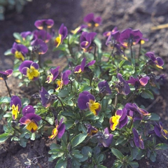 Dreifarbiges Stiefmütterchen - Viola tricolor