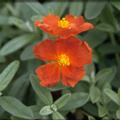 Zonneroosje - Helianthemum 'Henfield Brilliant'