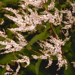 Duizendknoop Persicaria polymorpha