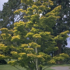 Esdoorn - Acer shirasawanum 'Aureum'