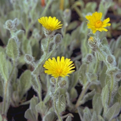 Hieracium villosum