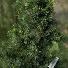 Picea omorika 'Pimoko'