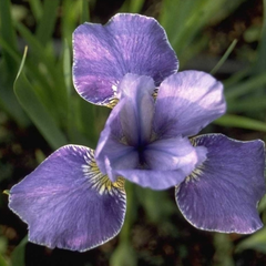 Iris 'Silver Edge'