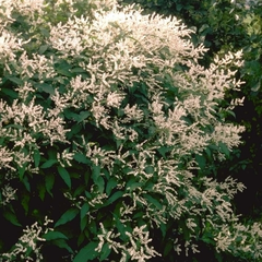 Fallopia sachalinensis