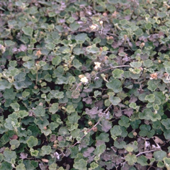 Kruipende braam - Rubus pentalobus