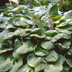 Hartlelie - Hosta sieboldiana