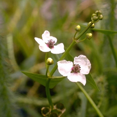 Sagittaria sagittifolia