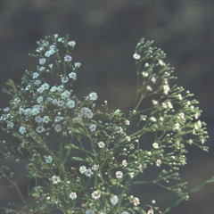 Gypsophila paniculata