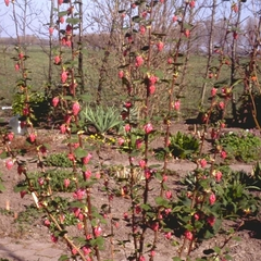 Rode Ribes - Ribes sanguineum 'King Edward VII'