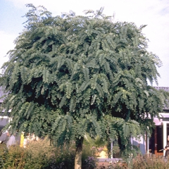 Bolacacia - Robinia pseudoacacia 'Umbraculifera' Acacia op stam
