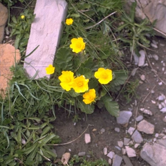 Nagelkruid - Geum montanum