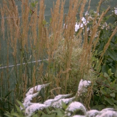 Calamagrostis epigejos