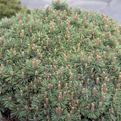 Kiefer - Pinus uncinata 'Grüne Welle