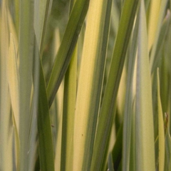 Iris pseudacorus 'Variegata