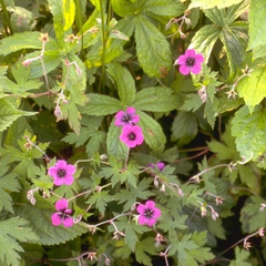 Ooievaarsbek - Geranium 'Ann Folkard'