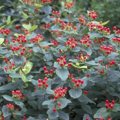 Hypericum 'Magical Fire'