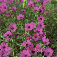 Ooievaarsbek - Geranium cinereum 'Splendens'