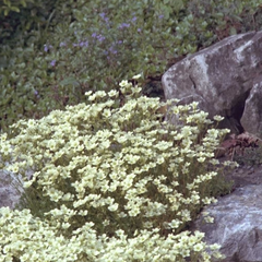 Saxifraga hypnoides