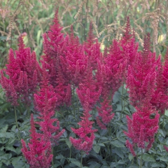 Spierstruik - Astilbe 'Koblenz'