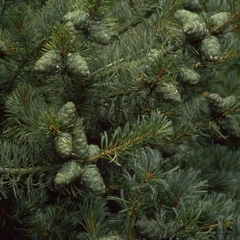 Japanse witte den - Pinus parviflora