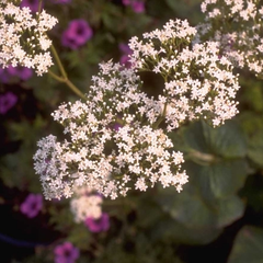 Valeriana phu 'Aurea'