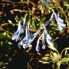 Helmbloem - Corydalis flexuosa 'Père David'