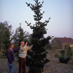 Echte kerstboom - Fijnspar - Picea abies 'Lombartsii'