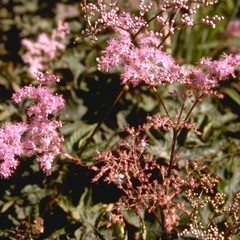 Spierstruik - Filipendula palmata