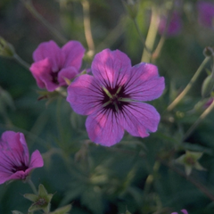 Ooievaarsbek - Geranium psilostemon 'Ivan'